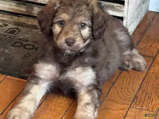 Aussiedoodle dogs Aussiedoodle 3 - Ad 34