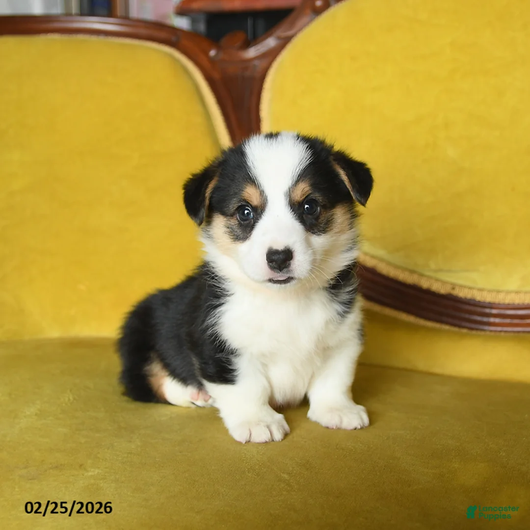 Welsh Corgi Pembroke dogs for sale: Tigger - Ad 1