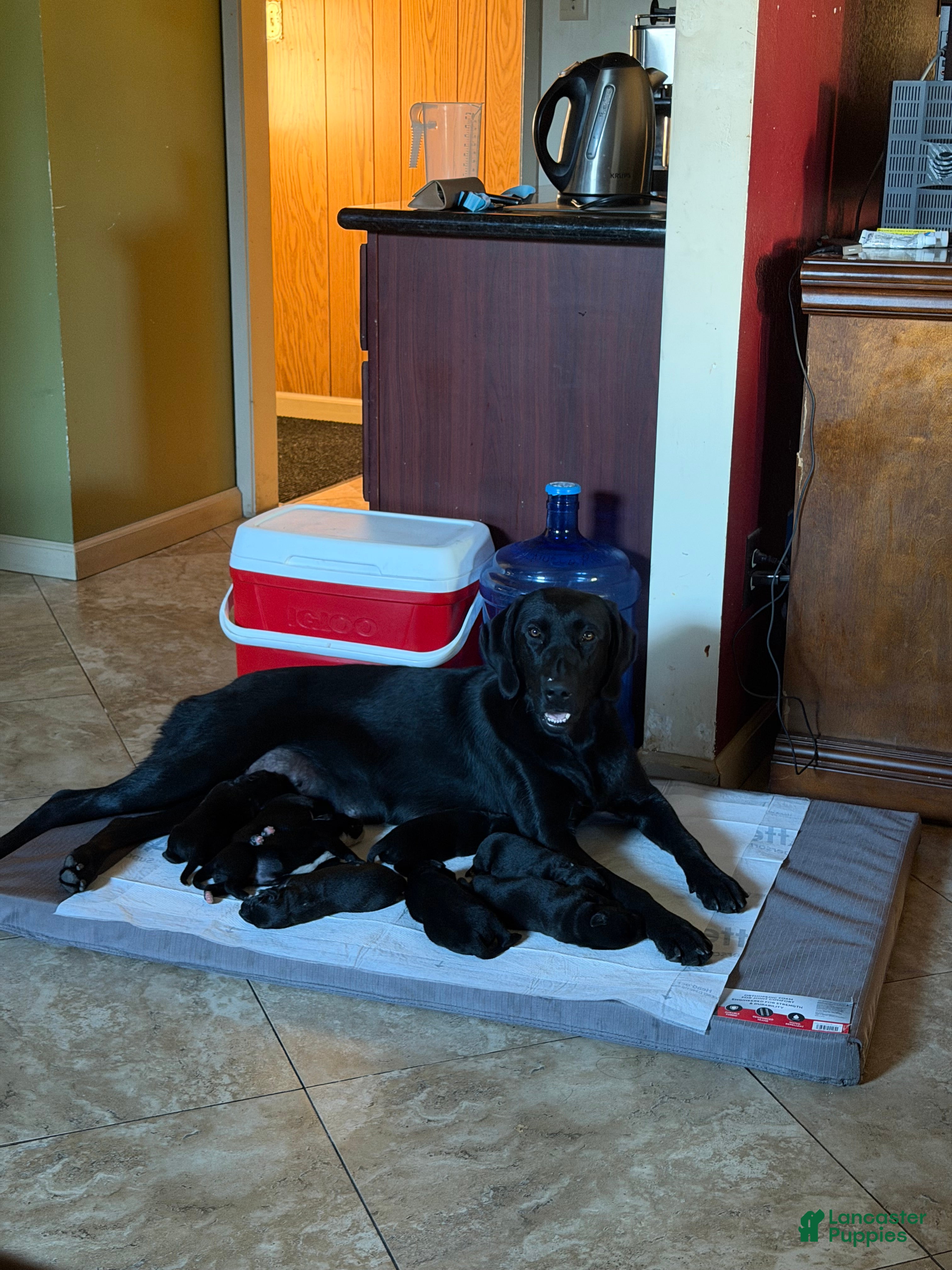 Mixed Breed dogs Mixed Breed 7 - Ad 1