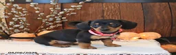 Miniature Dachshund dogs for sale: Sunny  - Ad 4