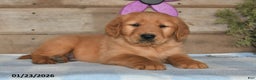 Golden Retriever dogs for sale: Bobby - Ad 5