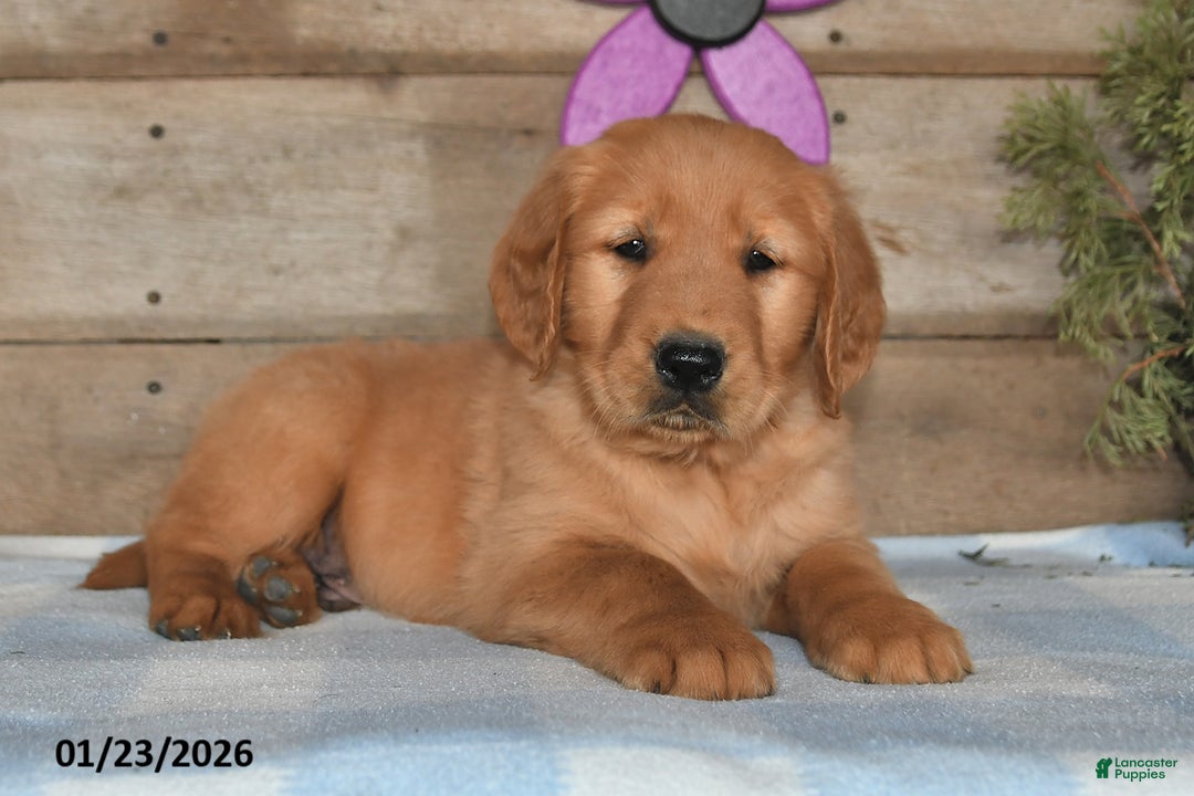 Golden Retriever dogs for sale: Bobby - Ad 5