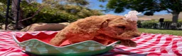 Goldendoodle dogs for sale: Peanut - Ad 5