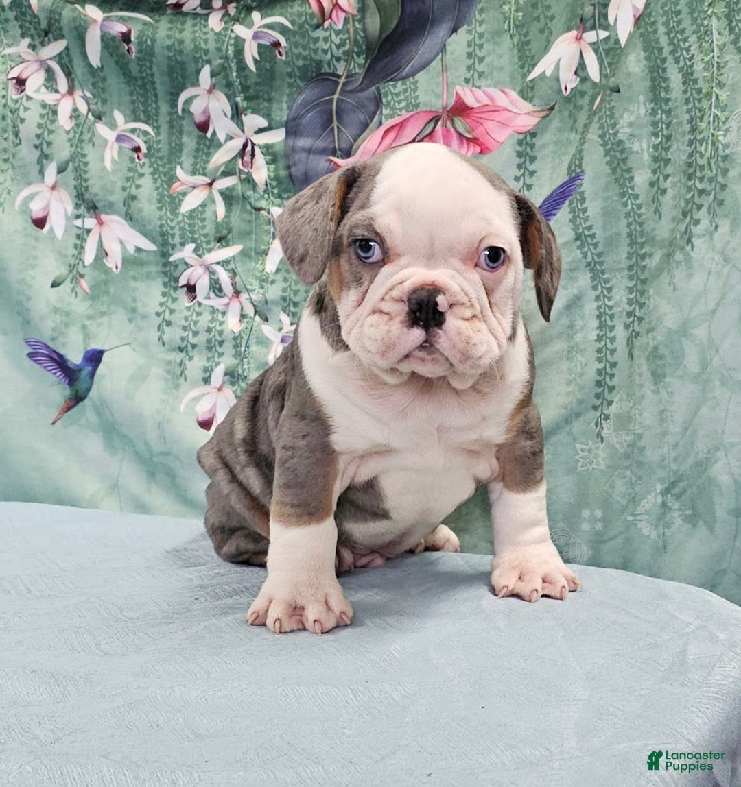 Mixed Breed dogs for sale: Jeronimo - Ad 1