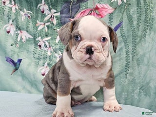 Mixed Breed dogs Jeronimo - Ad 22