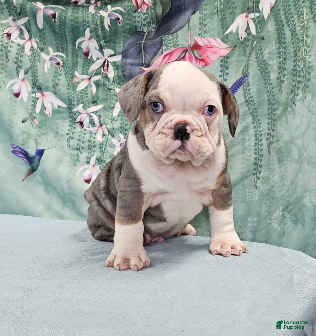 Mixed Breed dogs for sale: Jeronimo - Ad 2