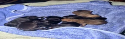 Mixed Breed dogs for sale: Chug 3 - Ad 6