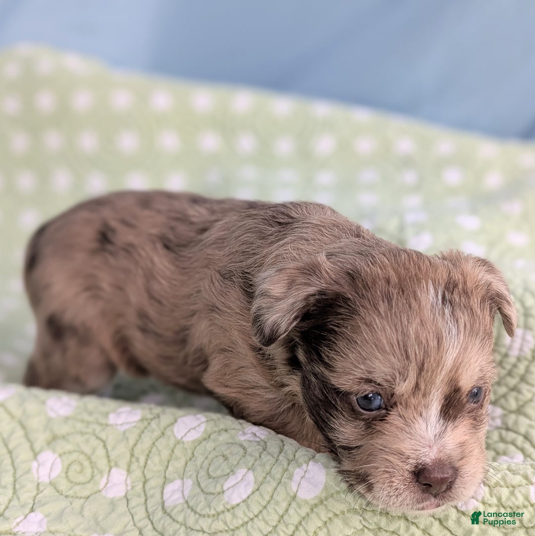 Mixed Breed dogs for sale: Queen - Ad 5