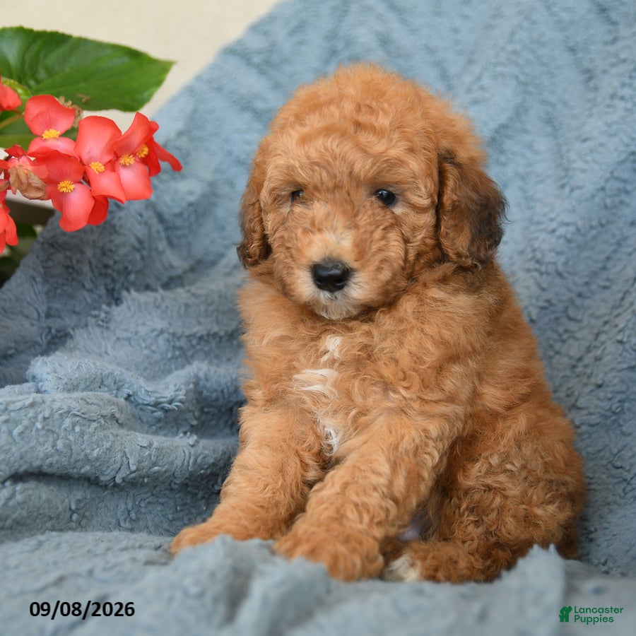 Miniature Poodle dogs for sale: Kaleb - Ad 3