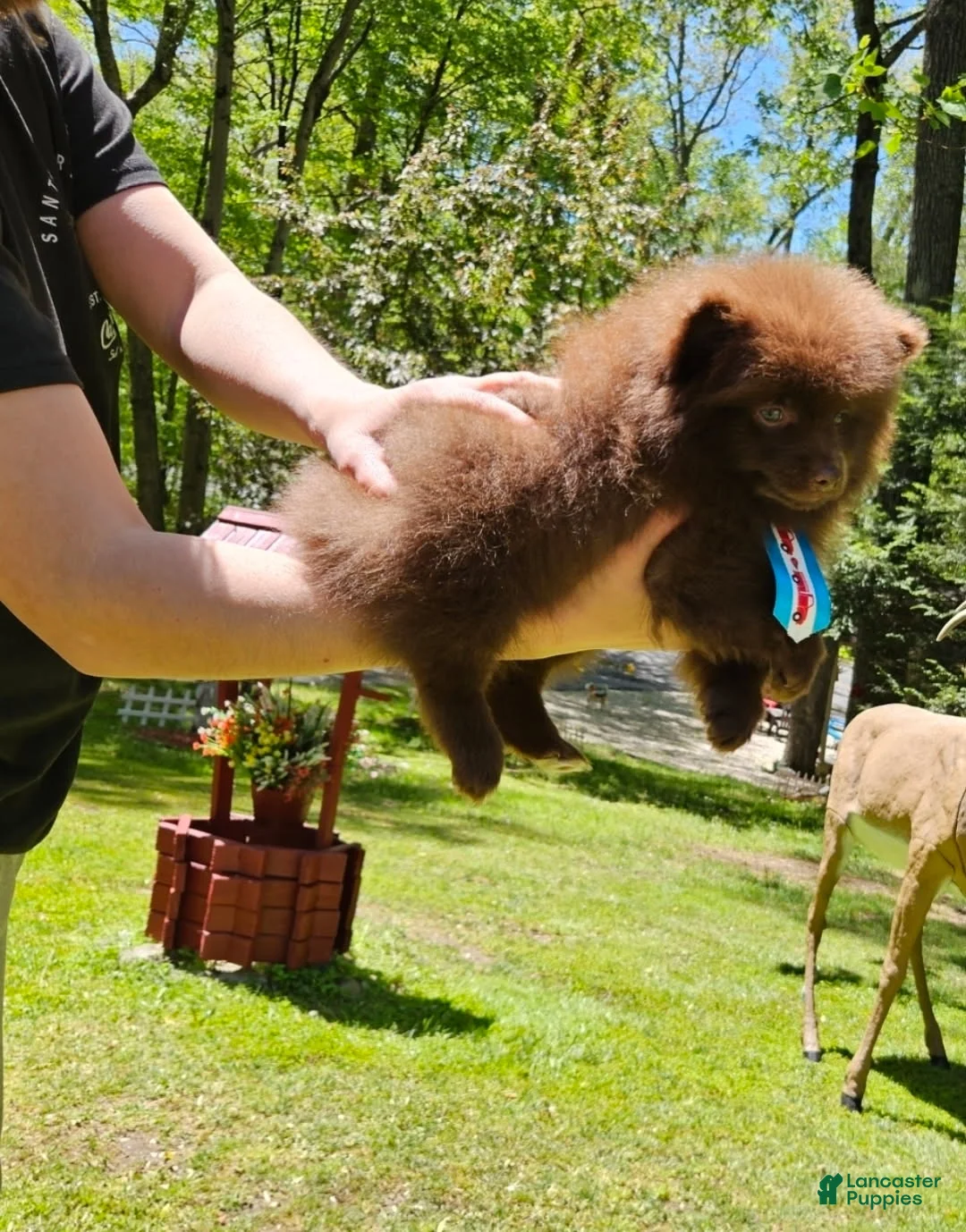 Pomeranian dogs for sale: Pomeranian Male 1 - Ad 4