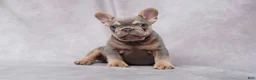 French Bulldog dogs for sale: Conner - Ad 1