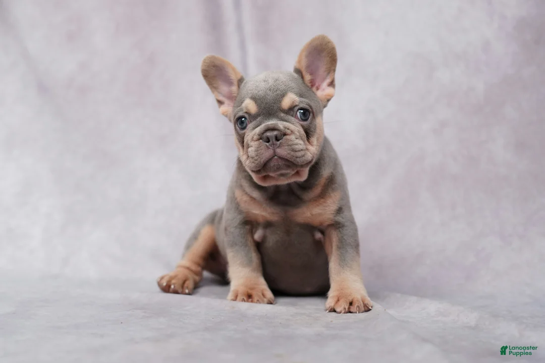 French Bulldog dogs for sale: Conner - Ad 1