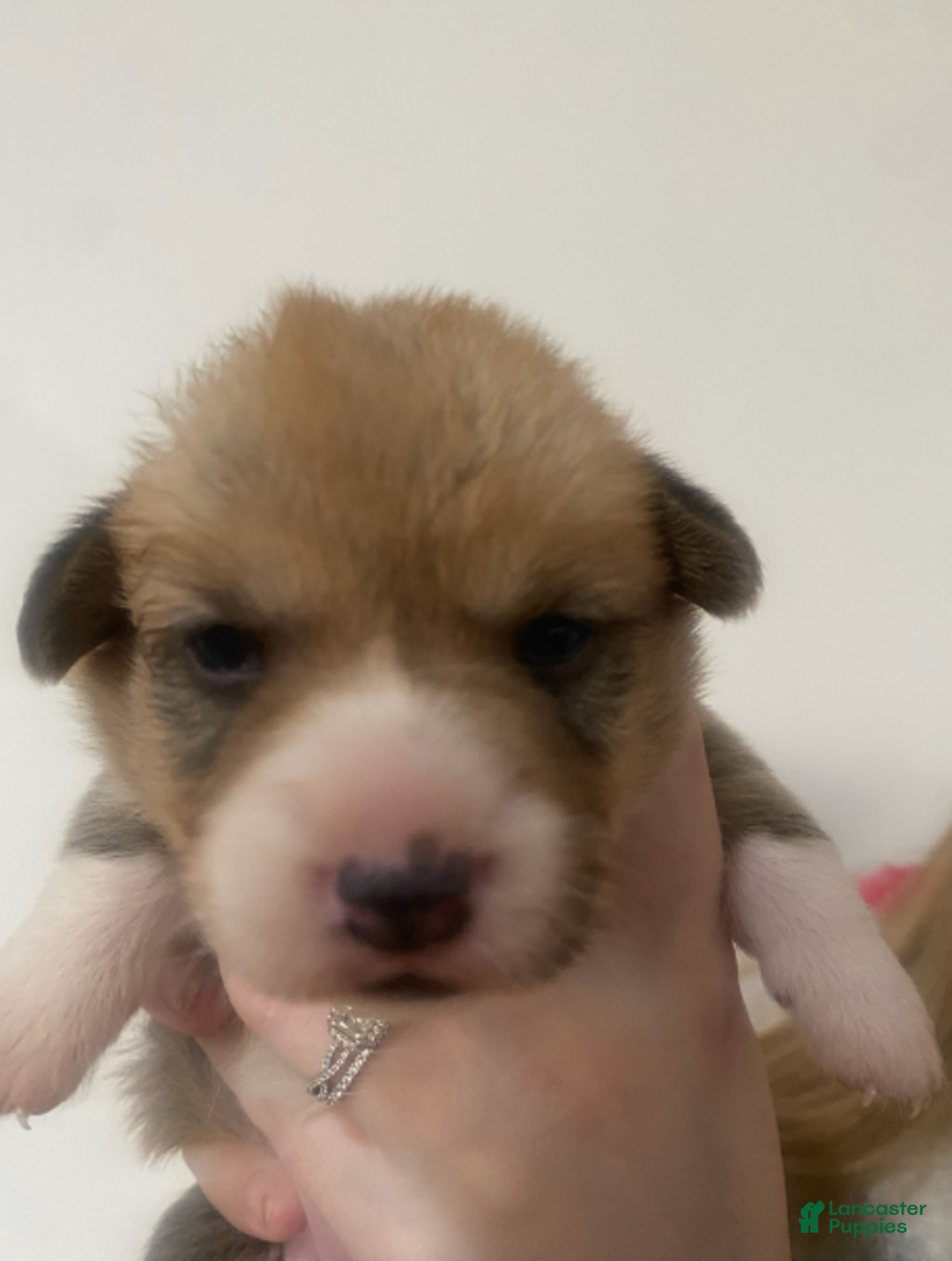 Welsh Corgi Pembroke dogs for sale: Ginger - Ad 1
