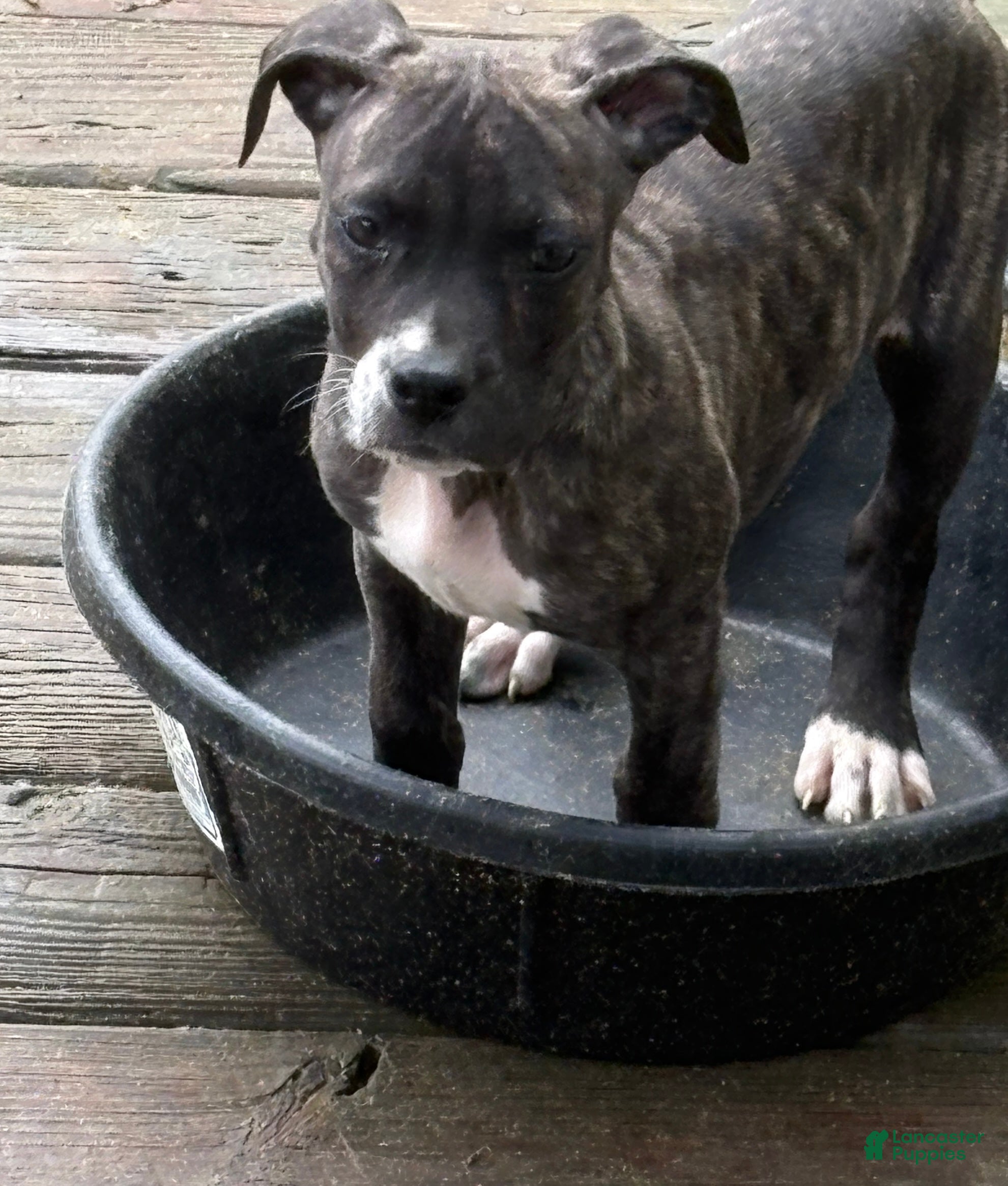 Mixed Breed dogs for sale: Patches  - Ad 1