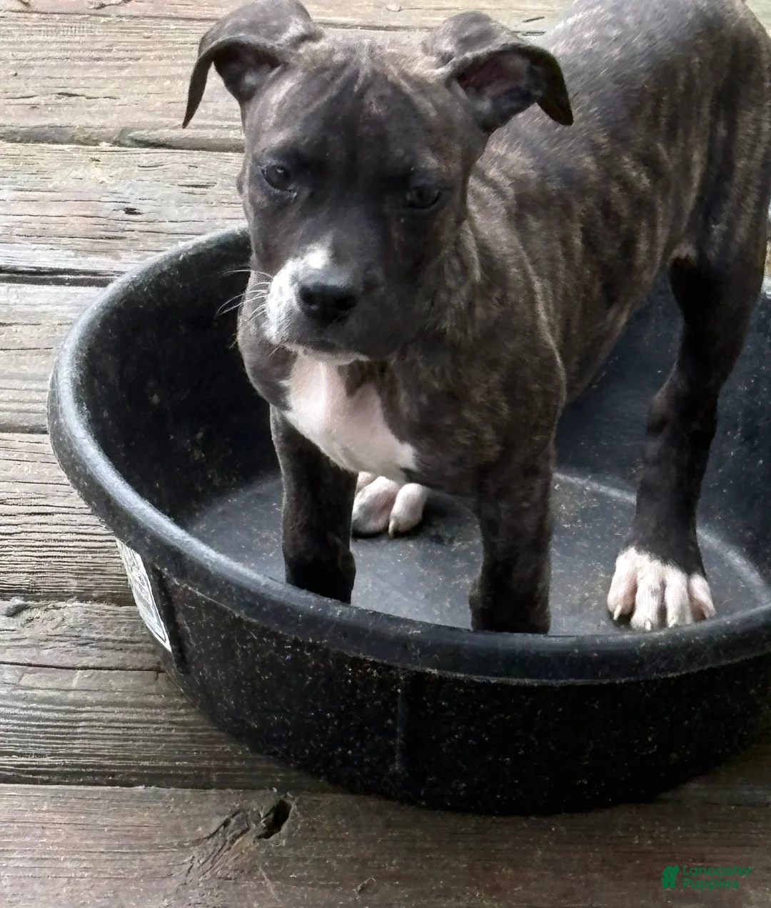 Mixed Breed dogs for sale: Patches  - Ad 1