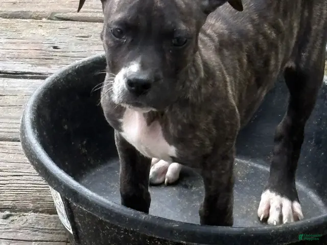 Mixed Breed dogs for sale: Patches - Ad 1