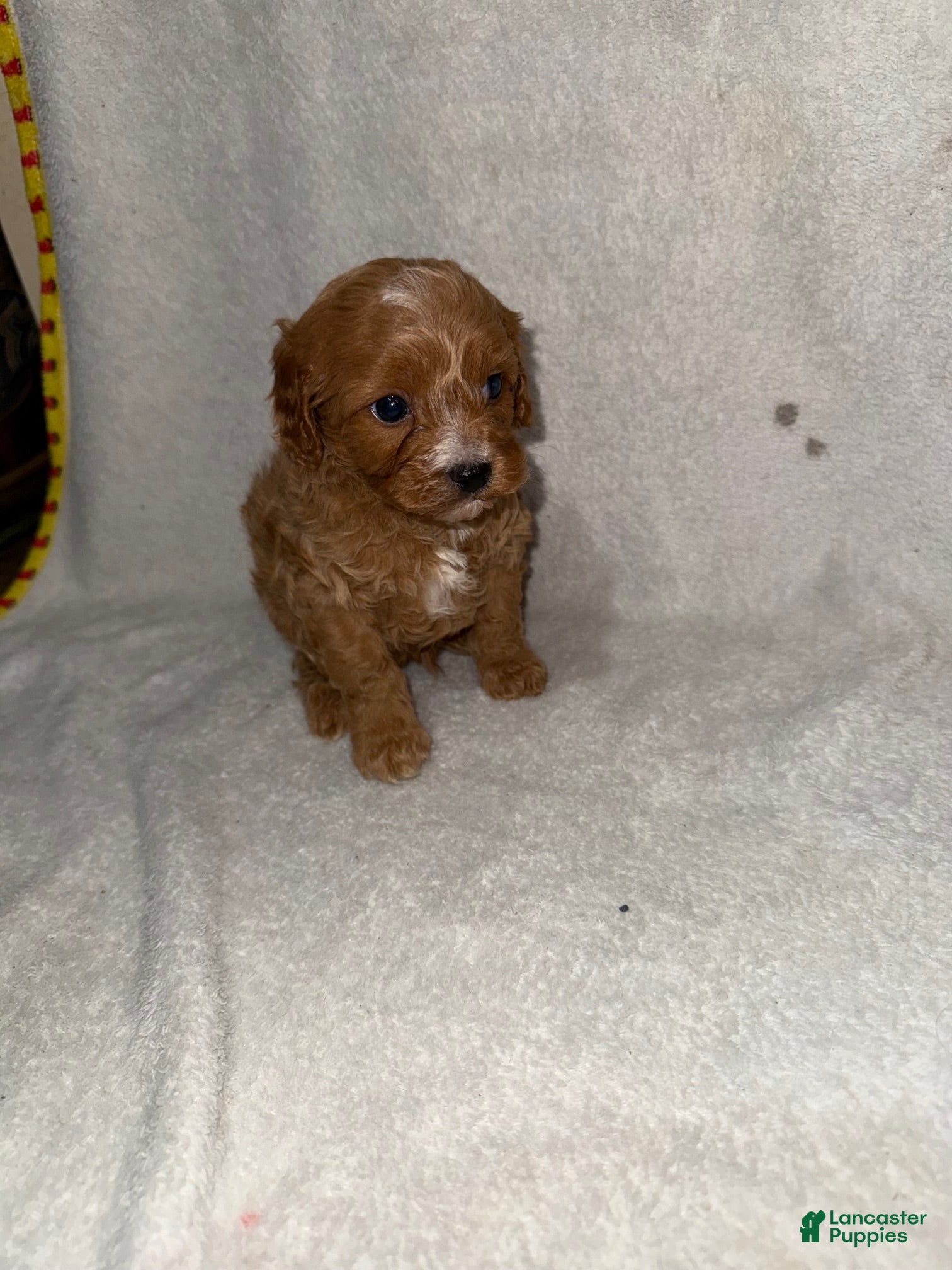 Cavapoo dogs Cavapoo Puppy 3 - Ad 31