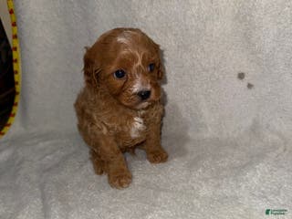 Cavapoo dogs Cavapoo Puppy 3 - Ad 37