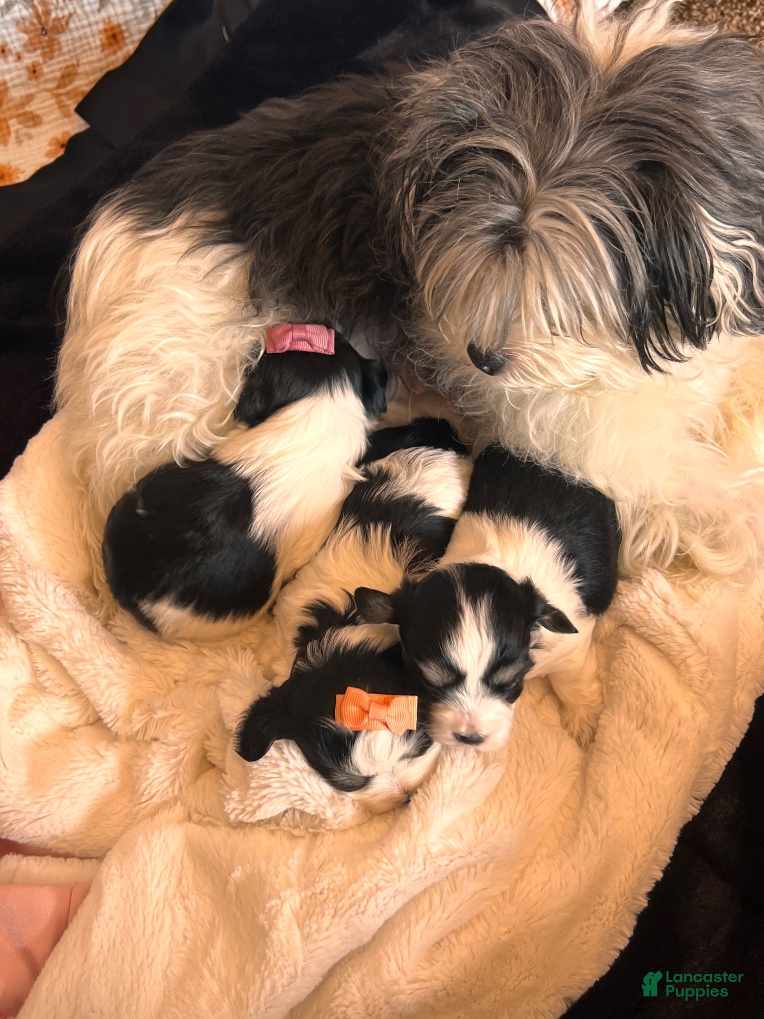 Morkie dogs Morkie 3 - Ad 2