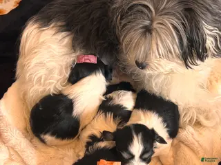 Morkie dogs Morkie 3 - Ad 2