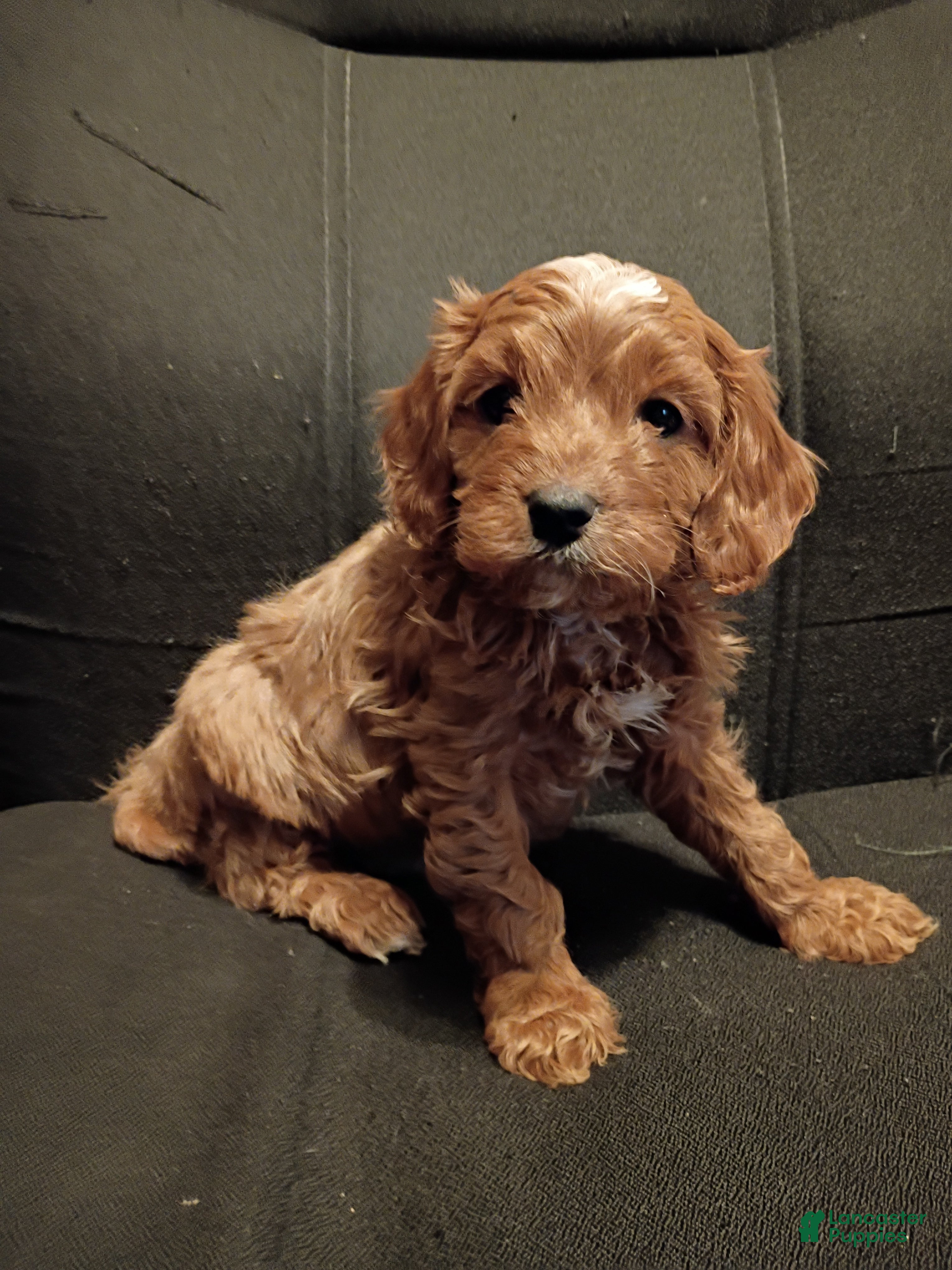 Cavapoo dogs Charlie - Ad 18