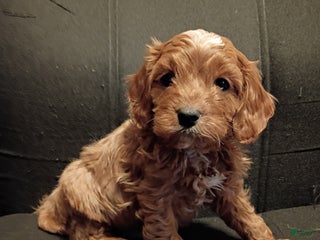 Cavapoo dogs Charlie - Ad 18