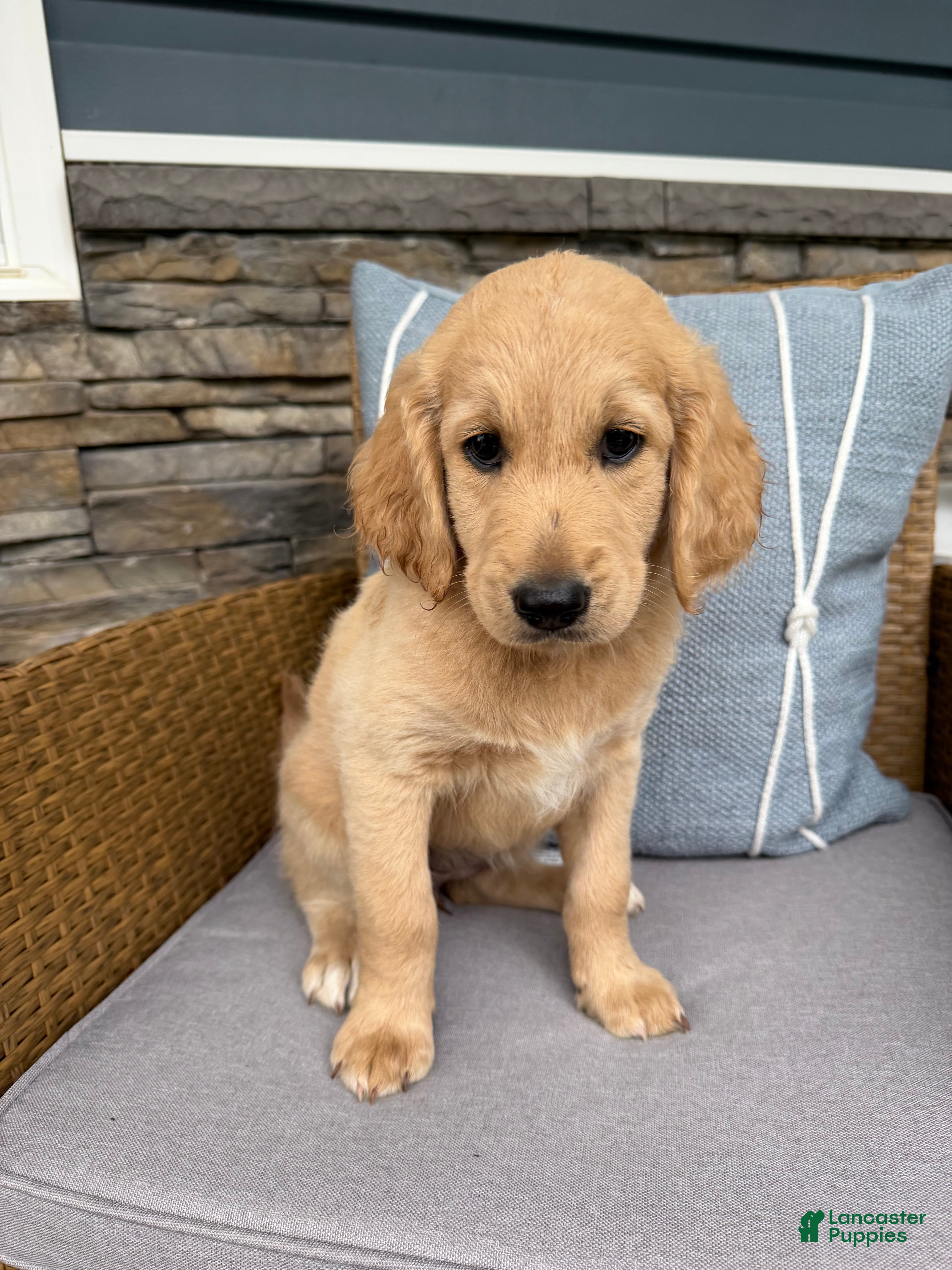 Goldendoodle dogs for sale: Pearl  - Ad 4