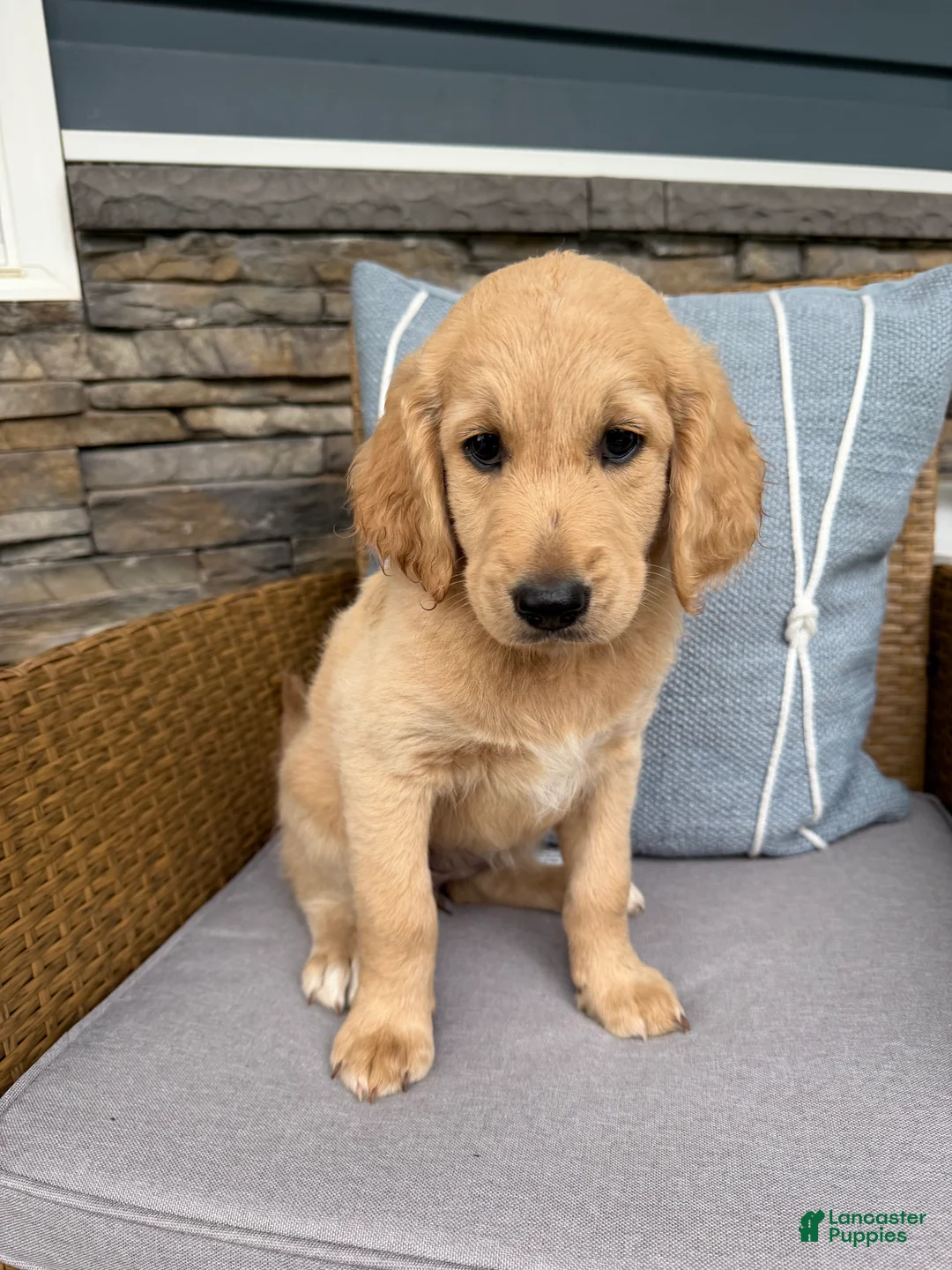 Goldendoodle dogs for sale: Pearl  - Ad 1
