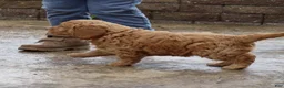 Mini Goldendoodle dogs for sale: Tyson - Ad 3