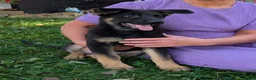 German Shepherd dogs for sale: Mati - Ad 14