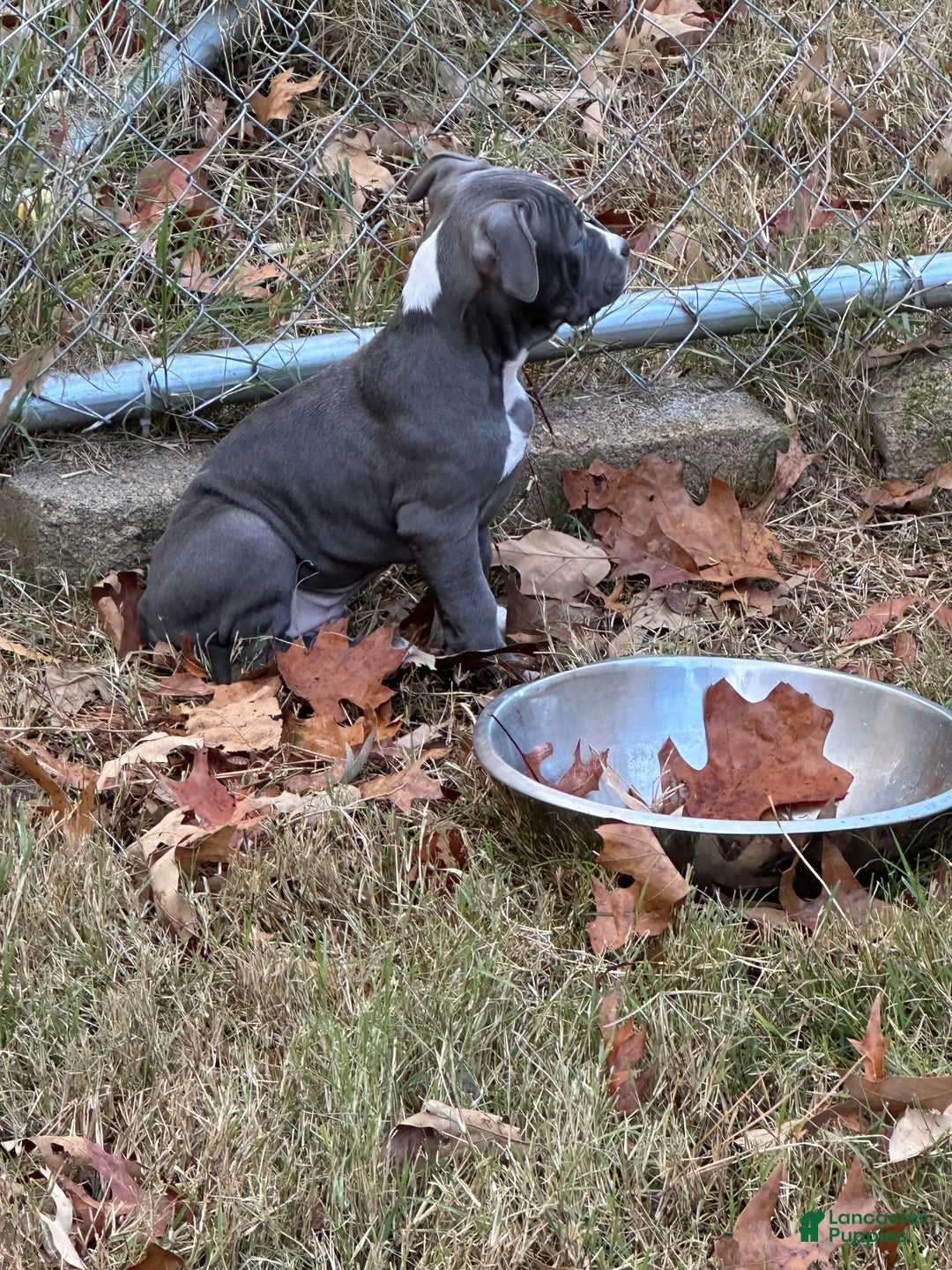 American Bully dogs for sale: Bella (Yellow) ABKC Blue - Ad 4