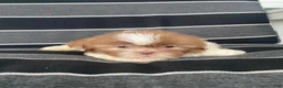 Shih Tzu dogs for sale: Hazel - Ad 5