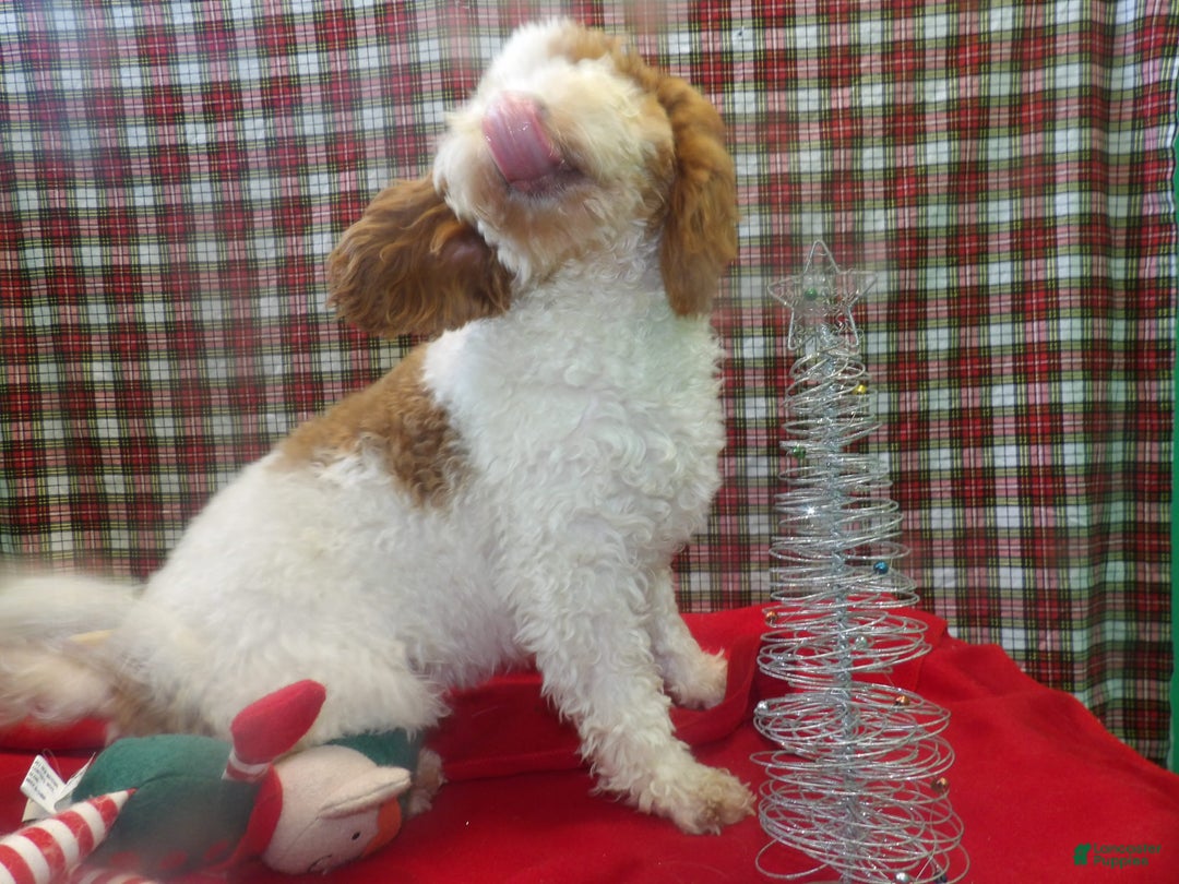 Cockapoo dogs for sale: Cockapoo Puppy 1 - Ad 5