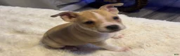 Mixed Breed dogs for sale: Latte - Ad 11