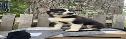 Pomsky dogs for sale: Diesel - Ad 4