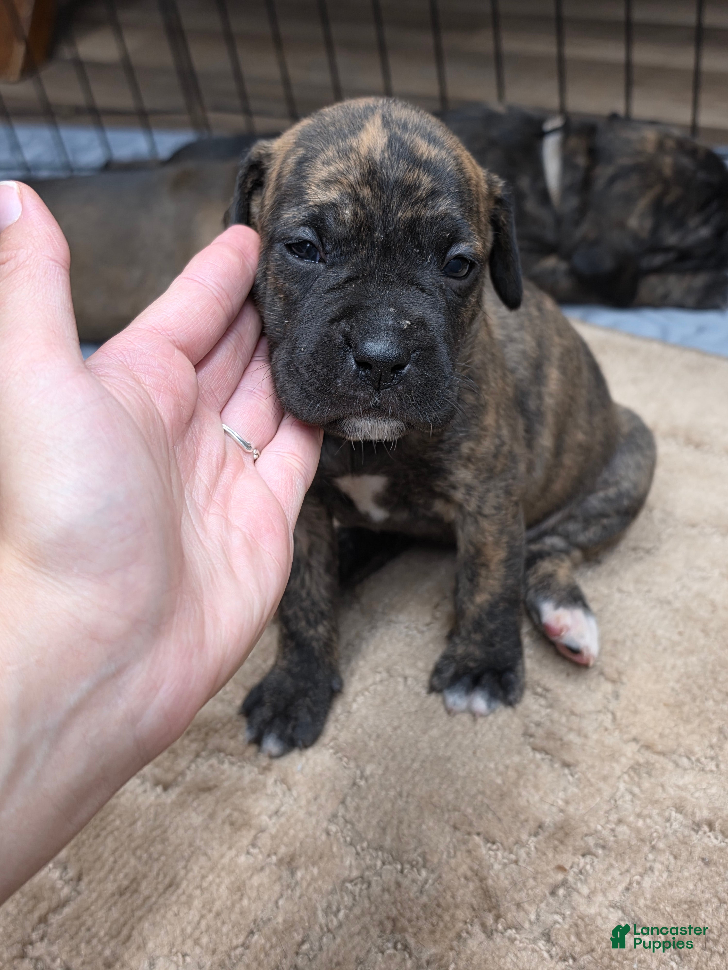 Cane Corso dogs Cane Corso Puppy 2 - Ad 30