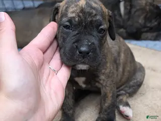 Cane Corso dogs Cane Corso Puppy 2 - Ad 6