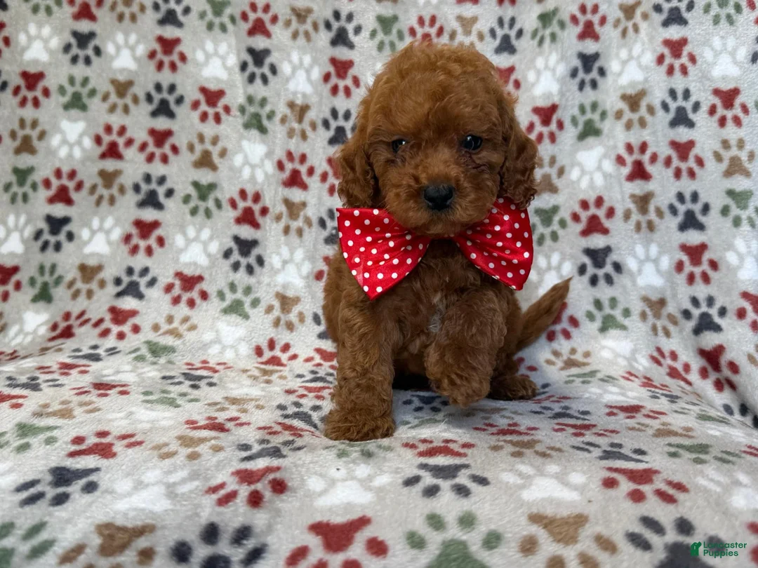Cavapoo dogs for sale: Lucky - Ad 2
