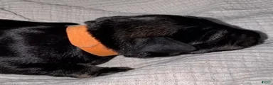 Tucker