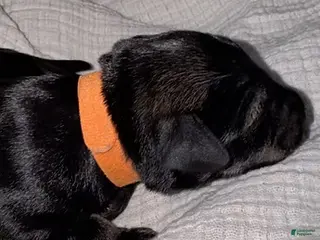 Miniature Schnauzer dogs for sale: Tucker - Ad 1