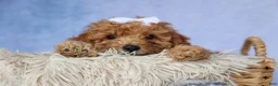 Miniature Poodle dogs for sale: WALTER - Ad 5