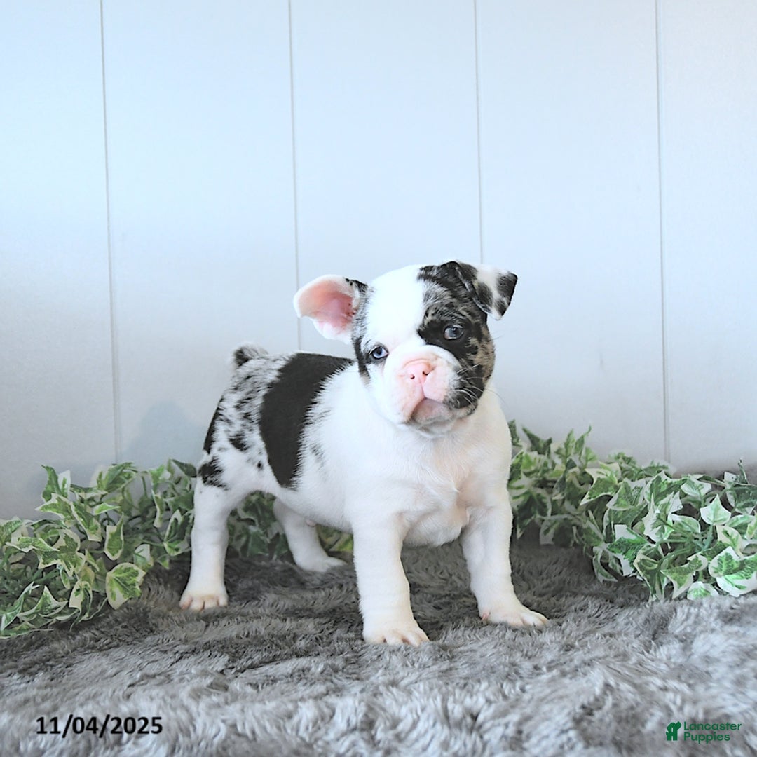 Frug dogs for sale: Marshall - Ad 4