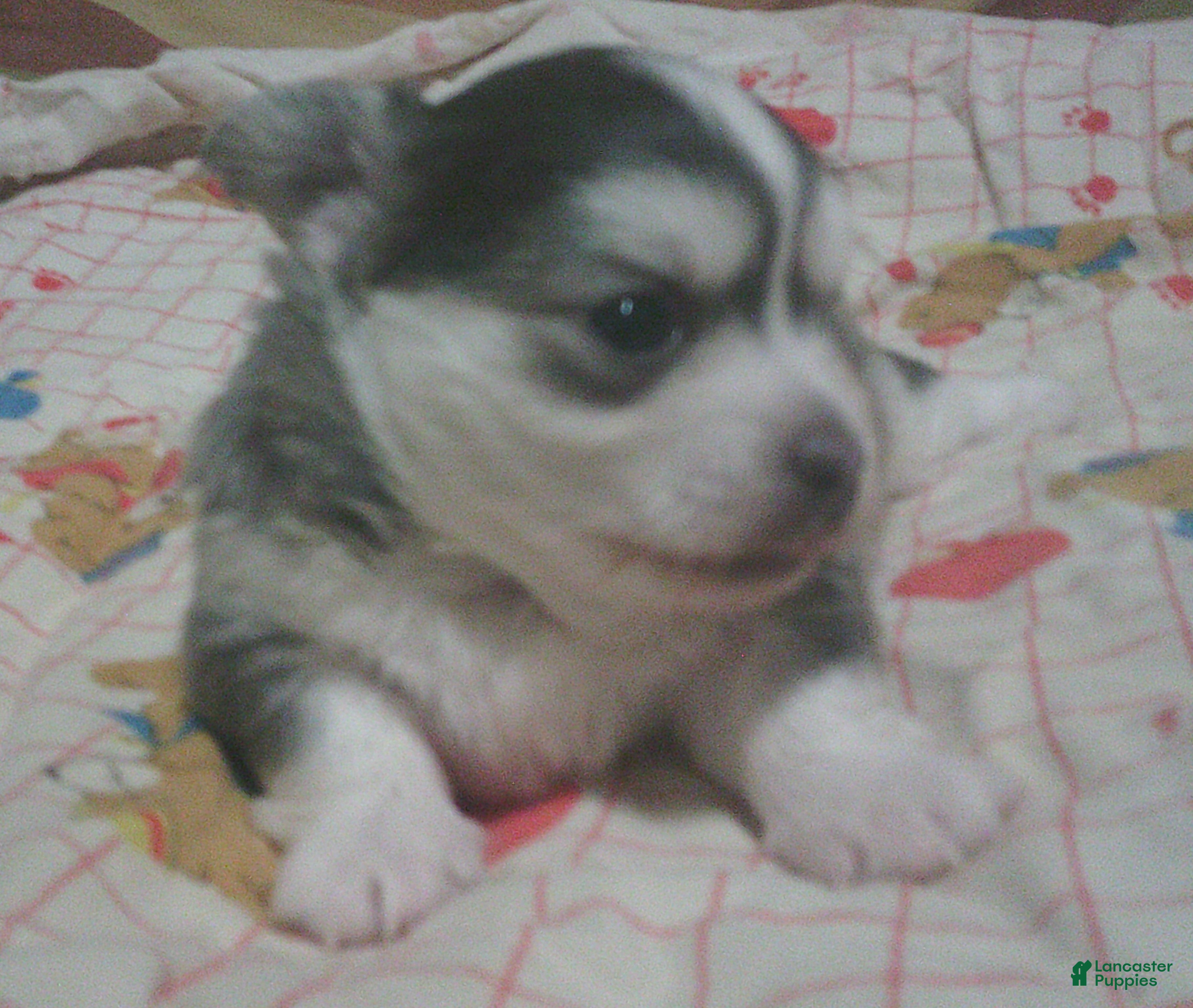 Chihuahua dogs Smoke - Ad 2