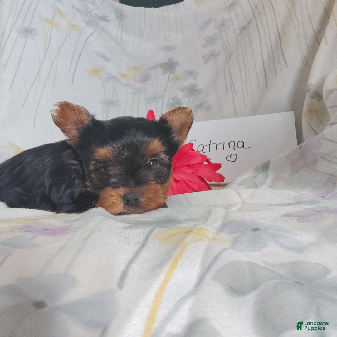 Yorkshire Terrier dogs for sale: Catrina - Ad 3