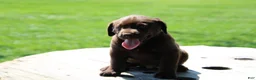 Labrador Retriever dogs for sale: Dandy - Ad 4