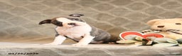 Boston Terrier dogs for sale: Honey - Ad 3