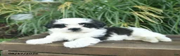 Mixed Breed dogs for sale: Mittens  - Ad 5
