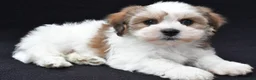 Shihpoo dogs for sale: Riley - Ad 8