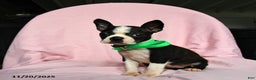 Boston Terrier dogs for sale: Tamara - Ad 2
