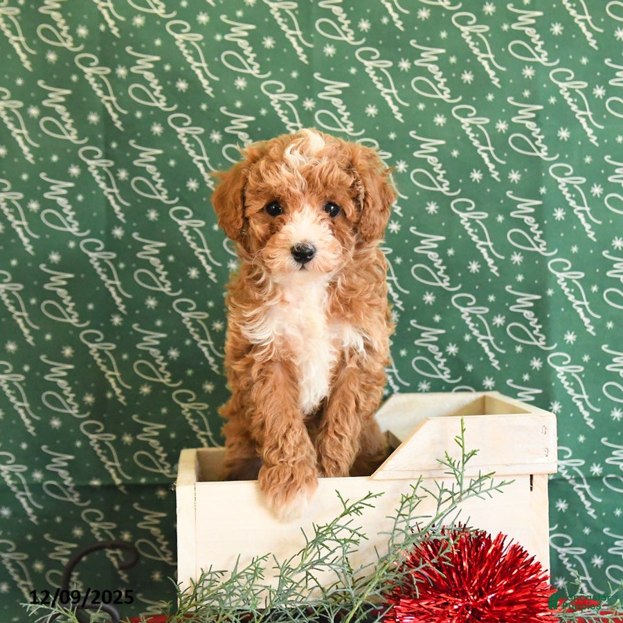Toy Poodle dogs Izzy - Ad 26